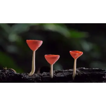 mushroom (17)-8543103-12771.webp